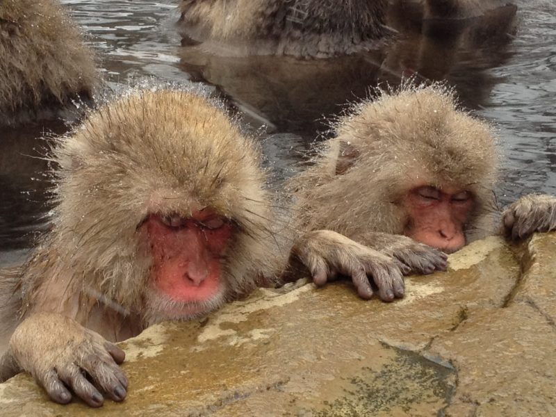 Jigokudani Snow Monkey Park